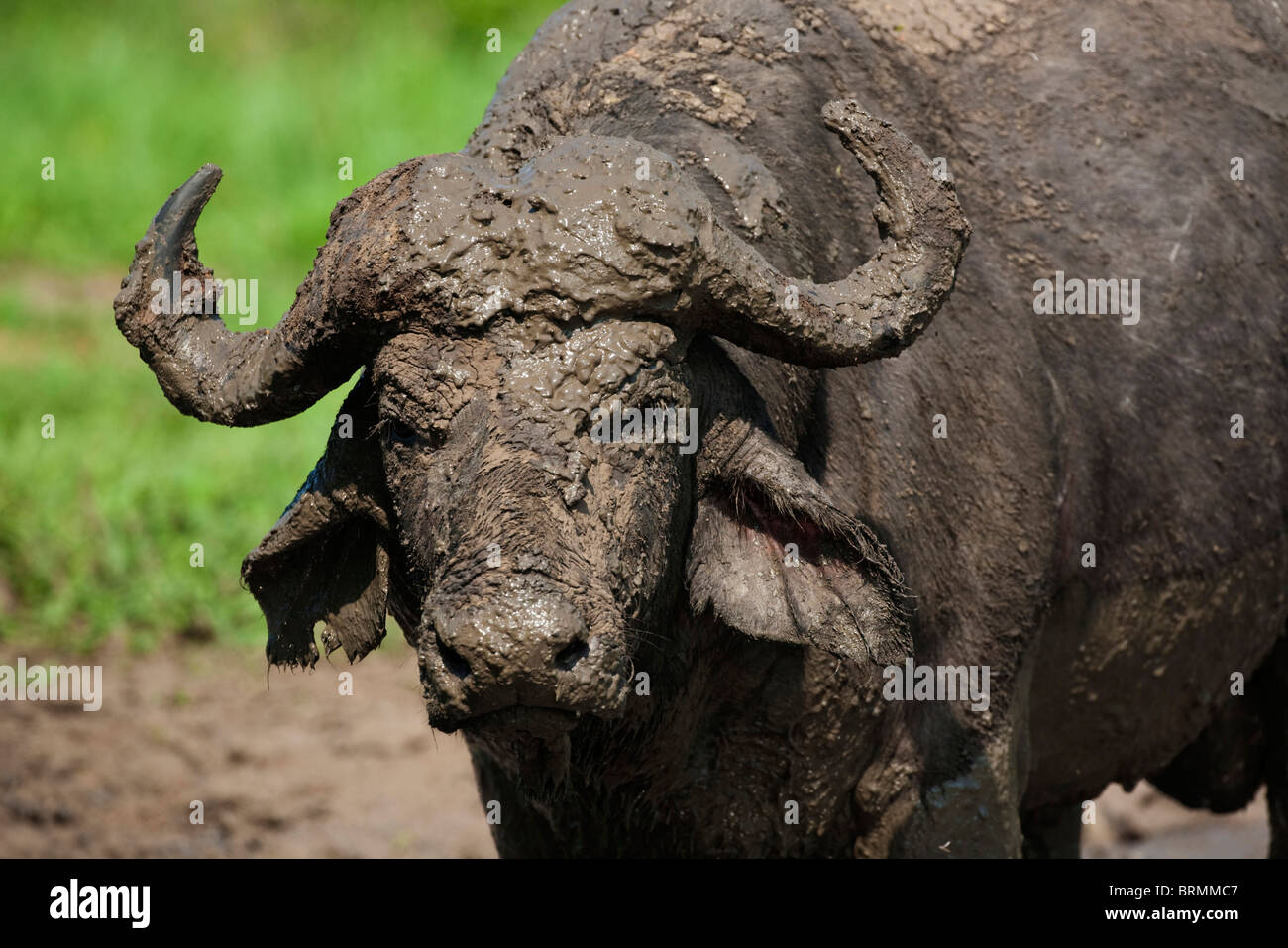 Frontale Portrait von einem schlammigen Buffalo Stier Stockfoto