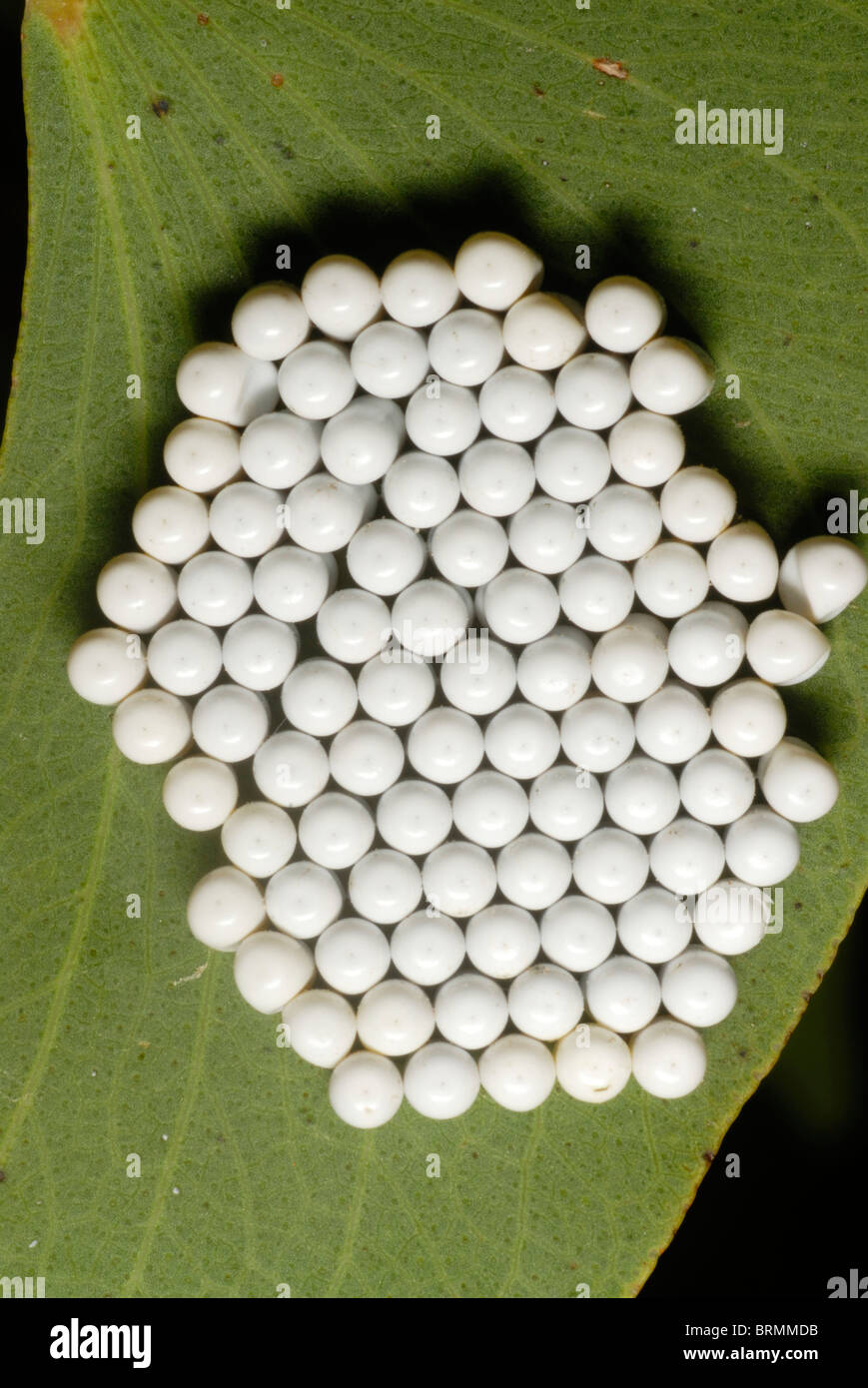 Mopani Wurm Eiern auf einem Mopane-Blatt Stockfoto