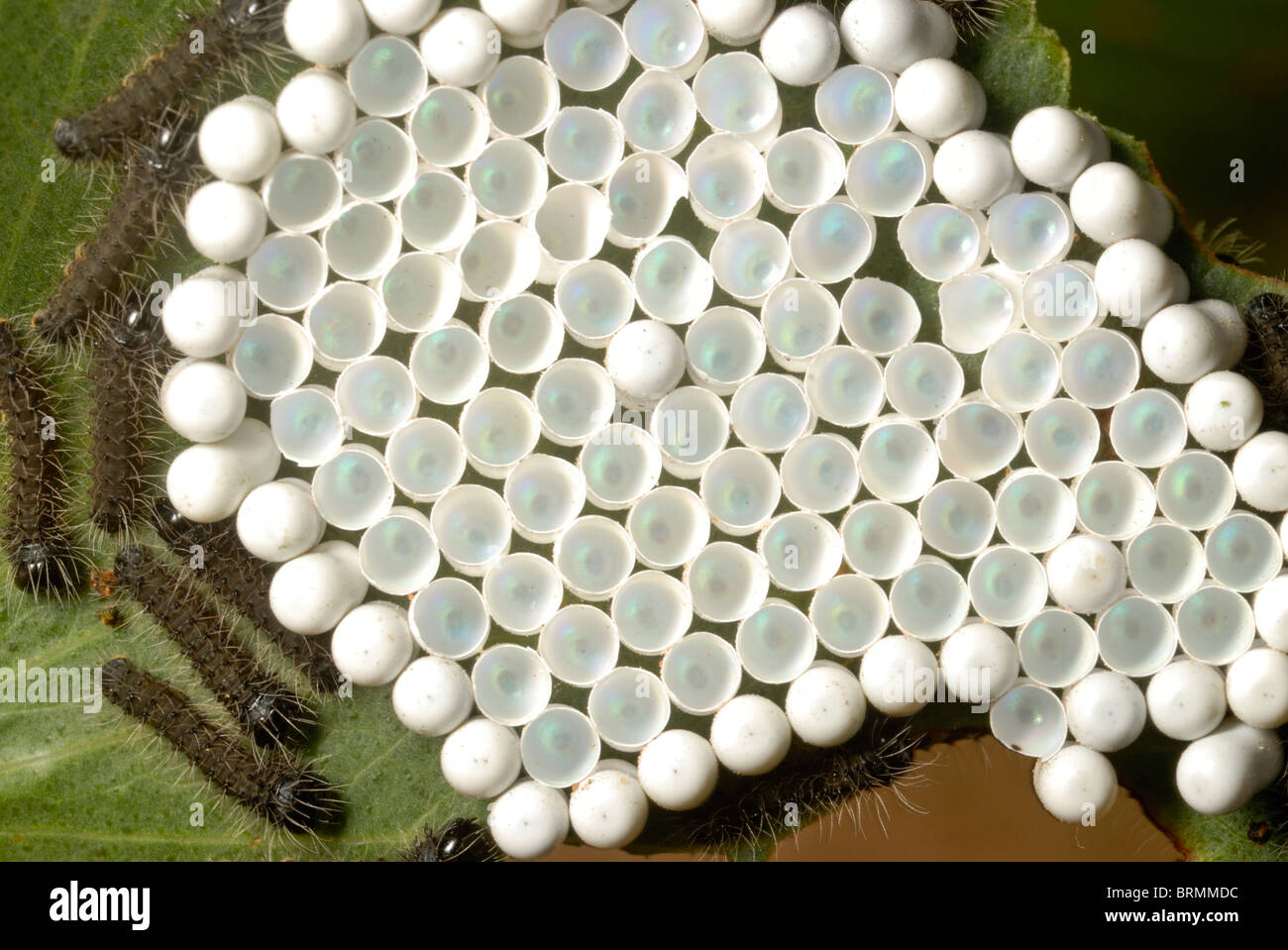 Schraffierten und ungeschlüpfte Mopani Wurm Eiern Stockfoto