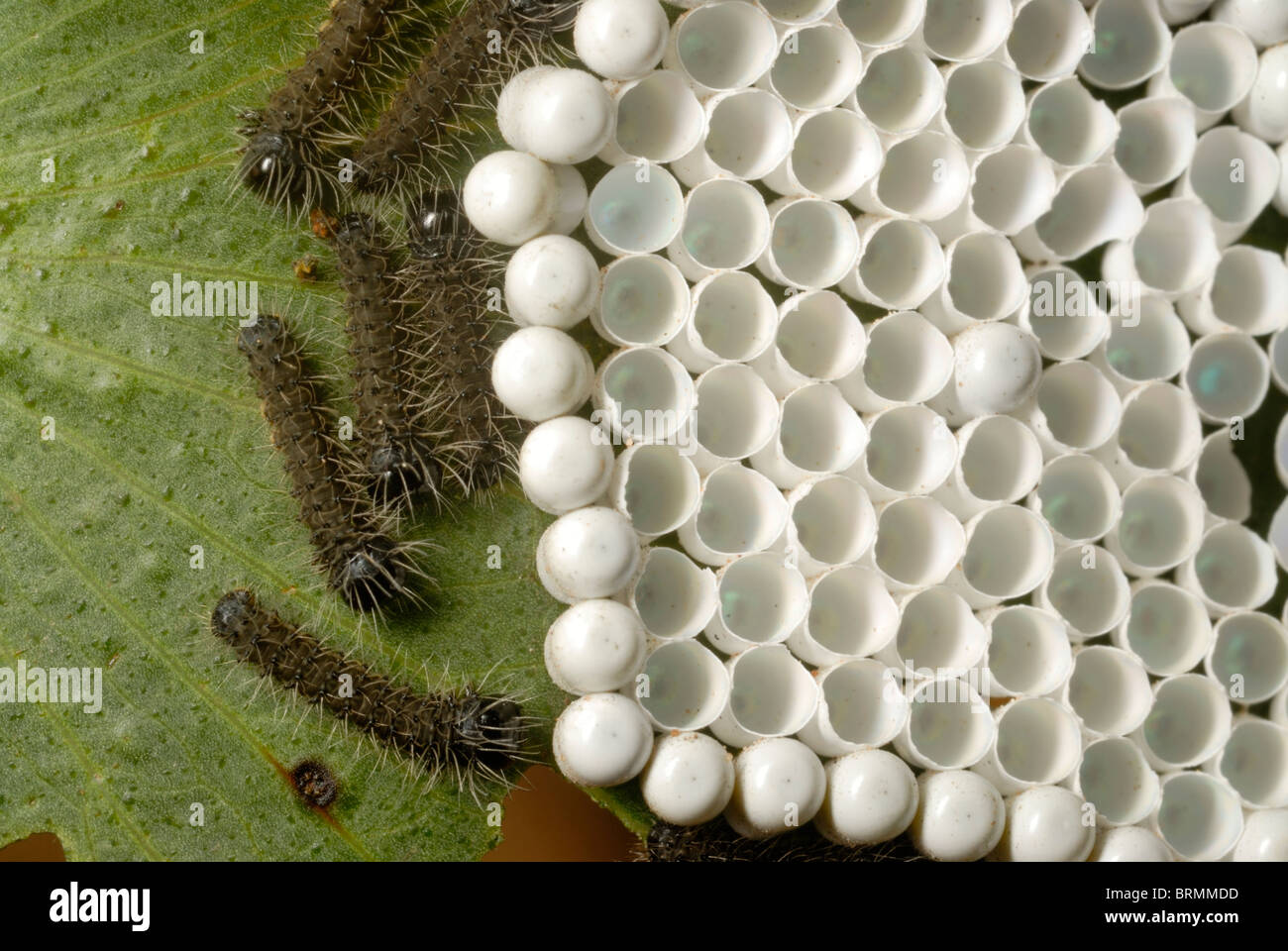 Geschlüpft und ungeschlüpfte Mopani Wurm Eiern auf einem Mopane-Blatt Stockfoto
