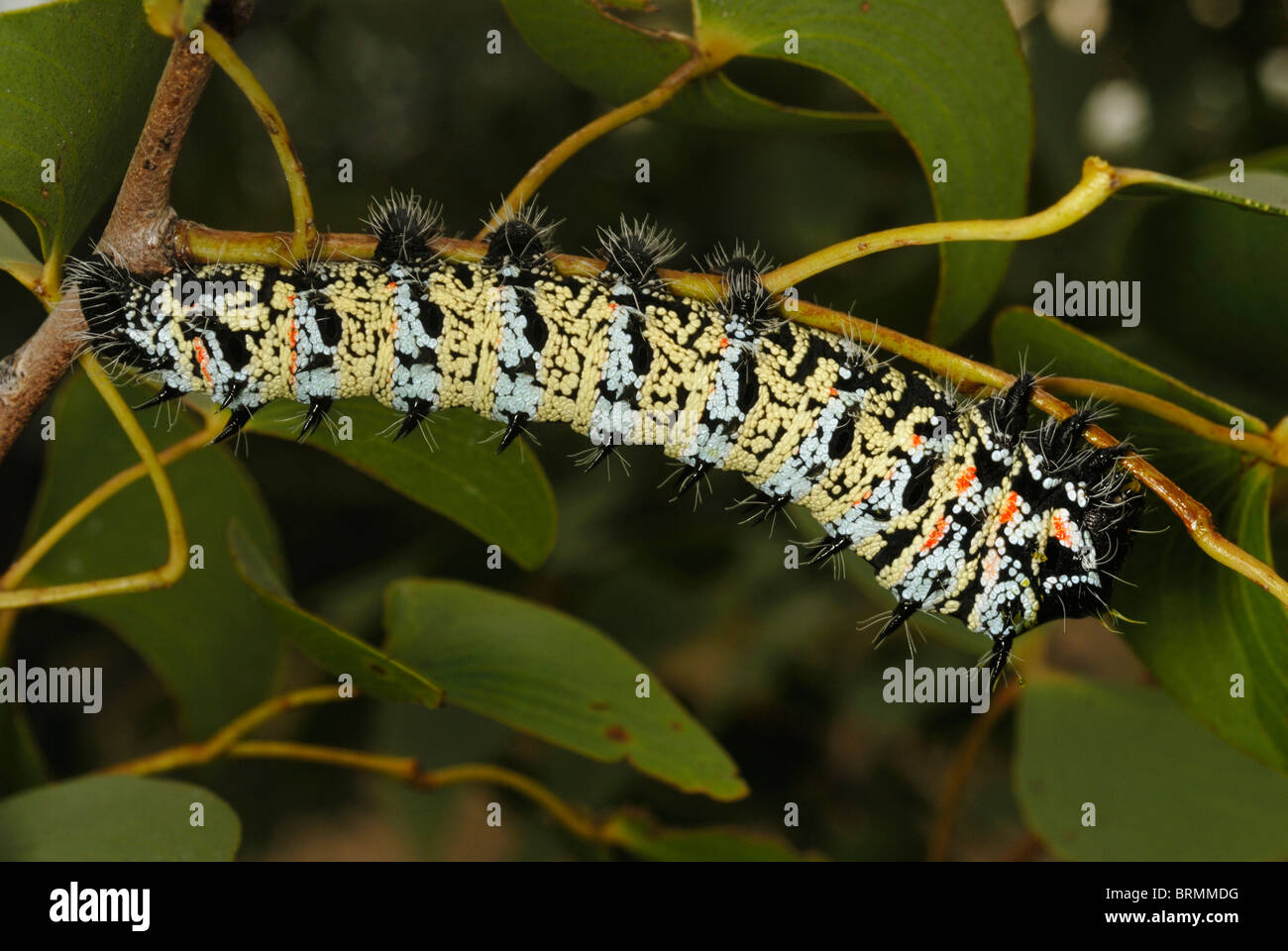Einen Mopane-Wurm auf einem Mopane-Zweig Stockfoto