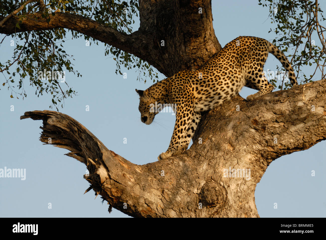 Niedrigen Winkel Ansicht eines weiblichen Leoparden mit Marula-Baum als Aussichtspunkt Stockfoto