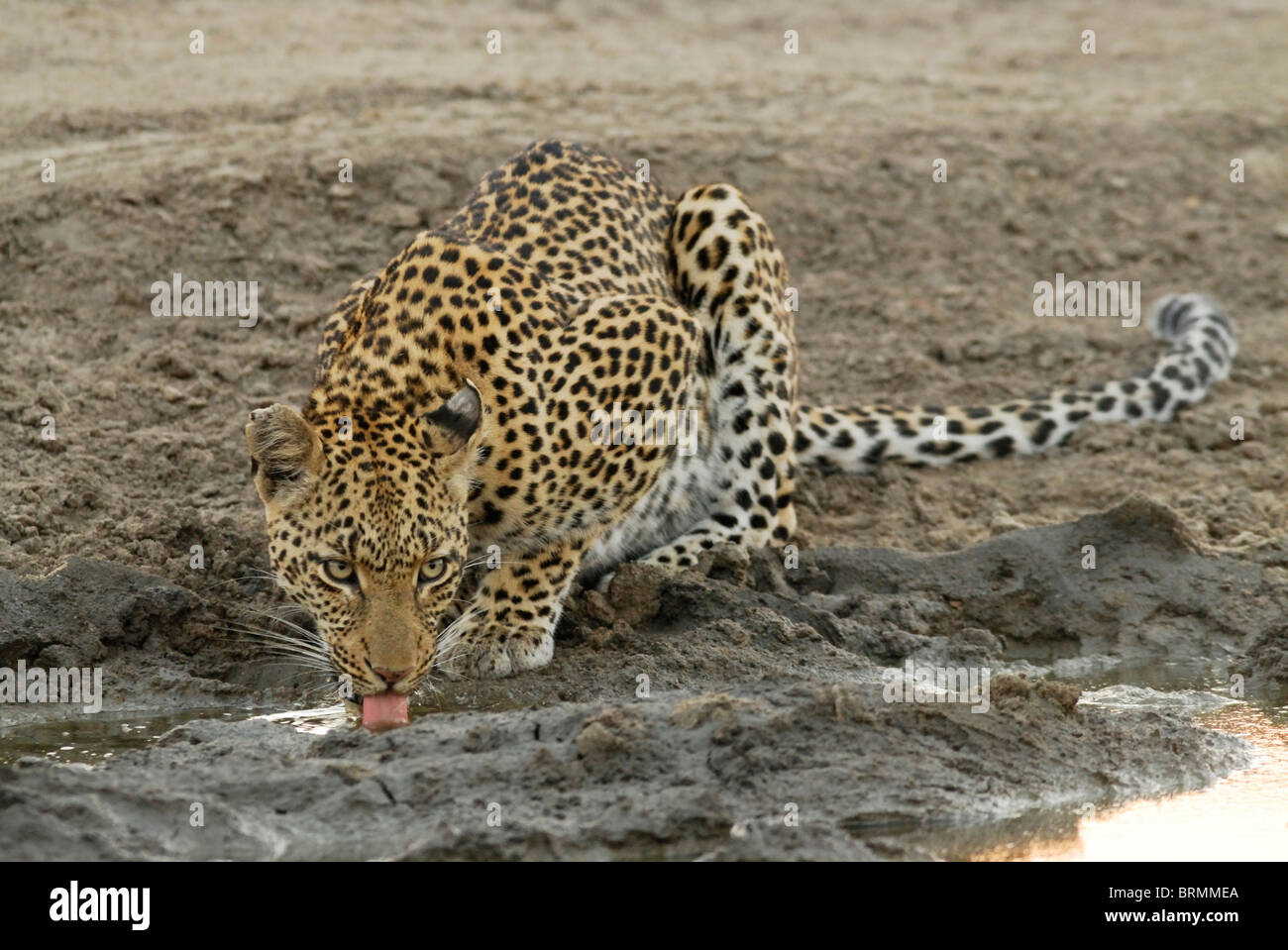 Erwachsene weibliche Leoparden trinken am Wasserloch Stockfoto