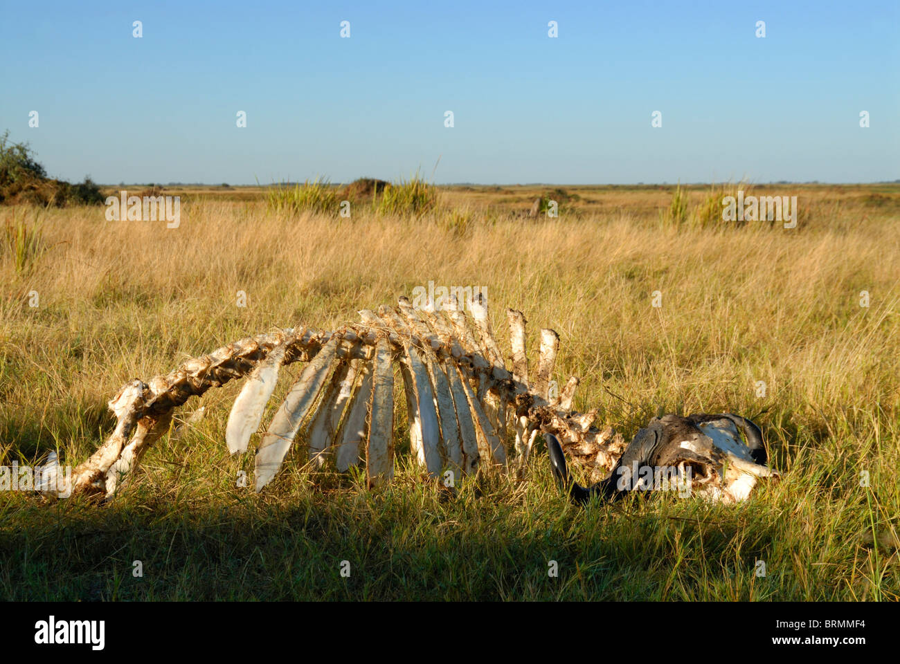 Buffalo-Skelett lange Gras liegend Stockfoto