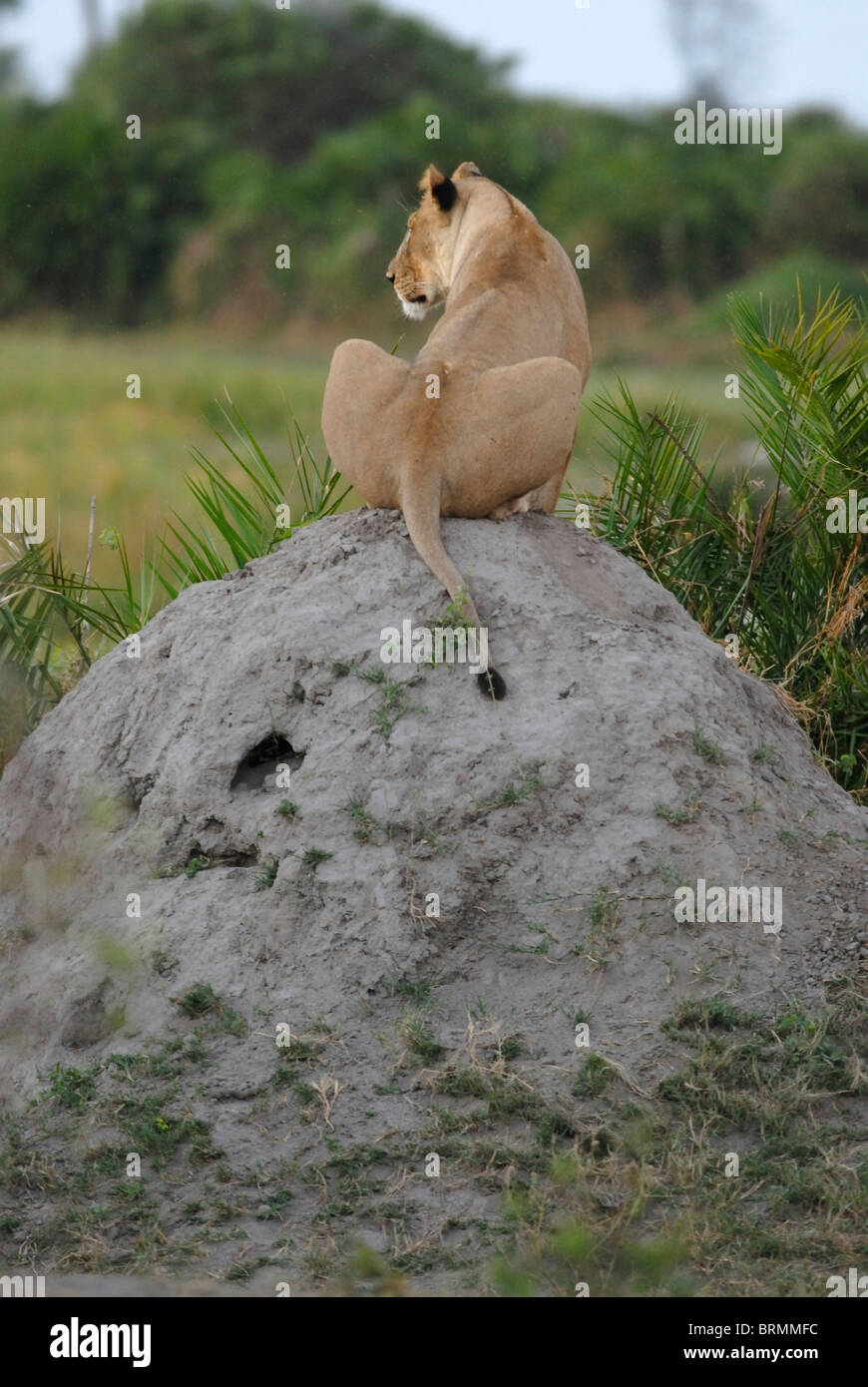Löwin mit einer Termite Hügel als Aussichtspunkt Stockfoto