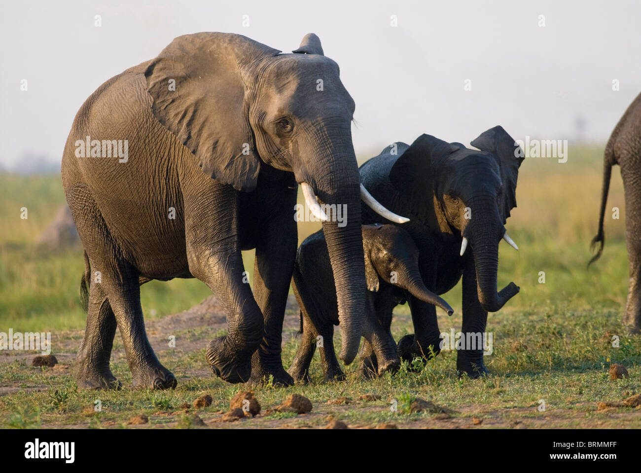 Elefant mit Jugendlichen zusammen spazieren in Grünland Stockfoto