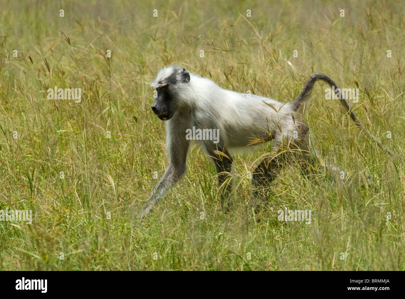 Ein Albino Gelbe Pavian Spaziergang durch lange Rasen Stockfoto