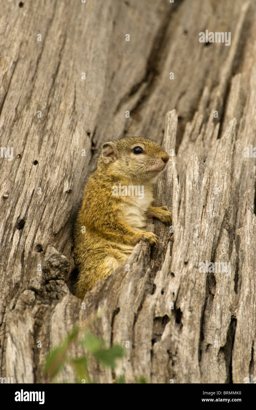 Baum-Eichhörnchen in dicken trockenen Baumstumpf sitzend Stockfoto