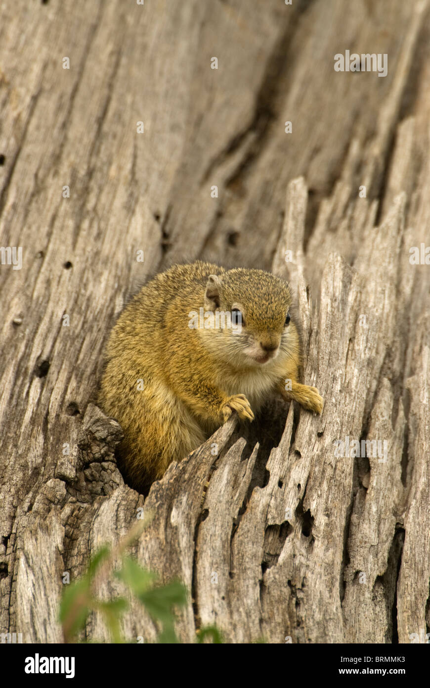 Baum-Eichhörnchen beugte sich über und sitzen in einem trockenen Baumstumpf Stockfoto
