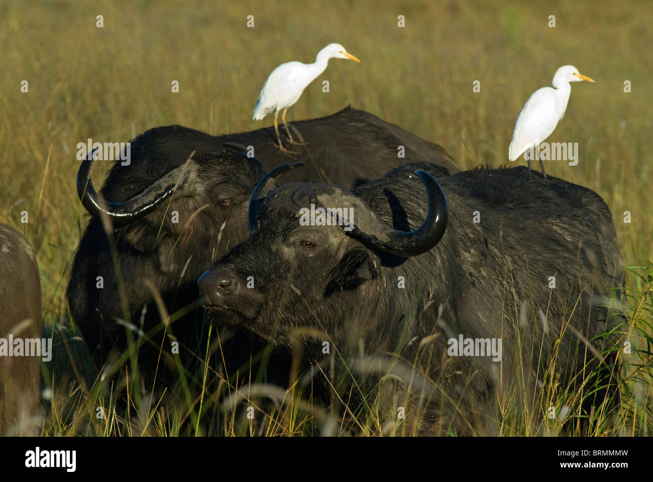 Zwei Büffel Schulter an Schulter mit Reiher auf dem Rücken Stockfoto