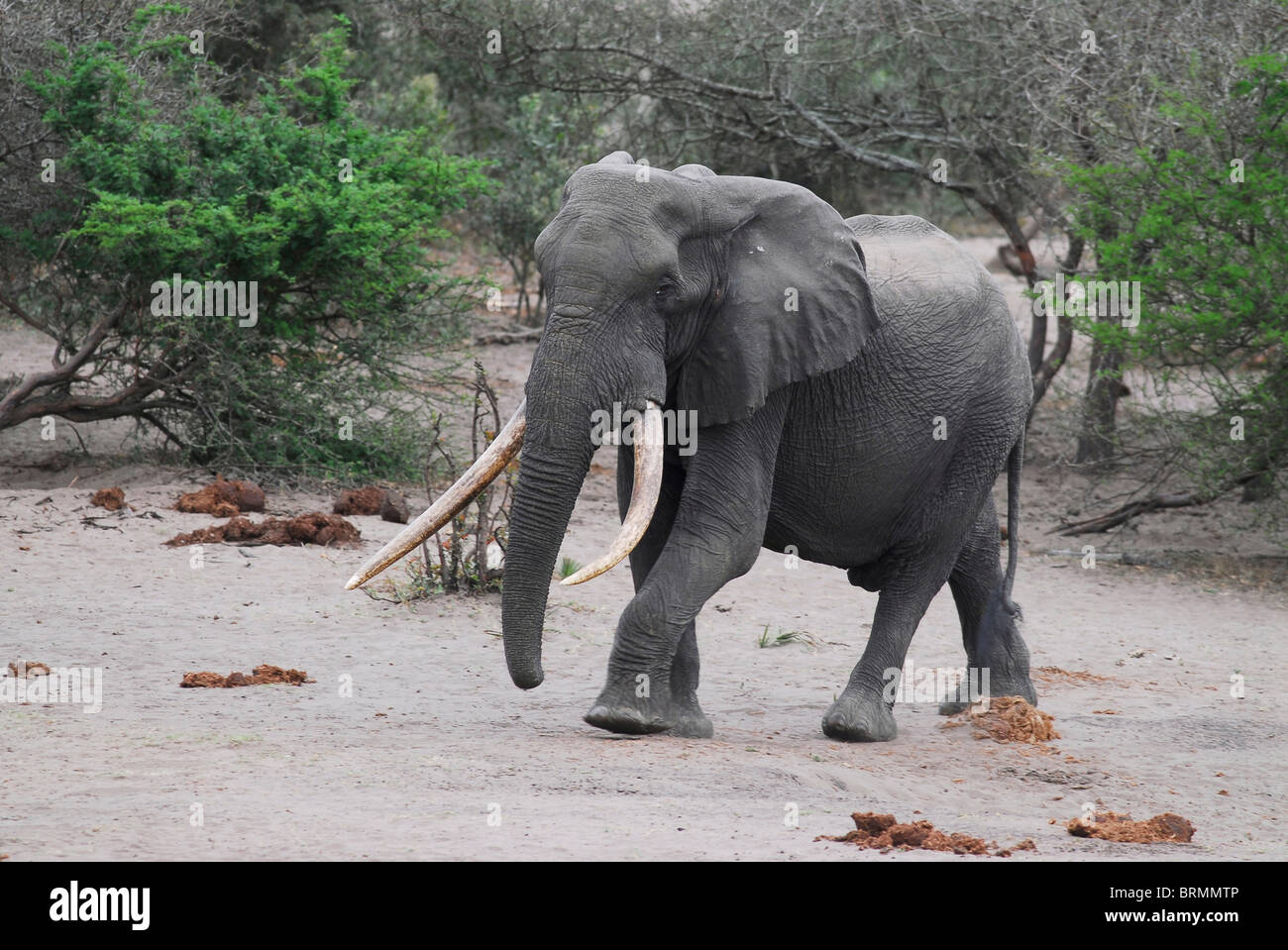 Elefant mit langen Stoßzähnen zu Fuß auf trockenem sand Stockfoto