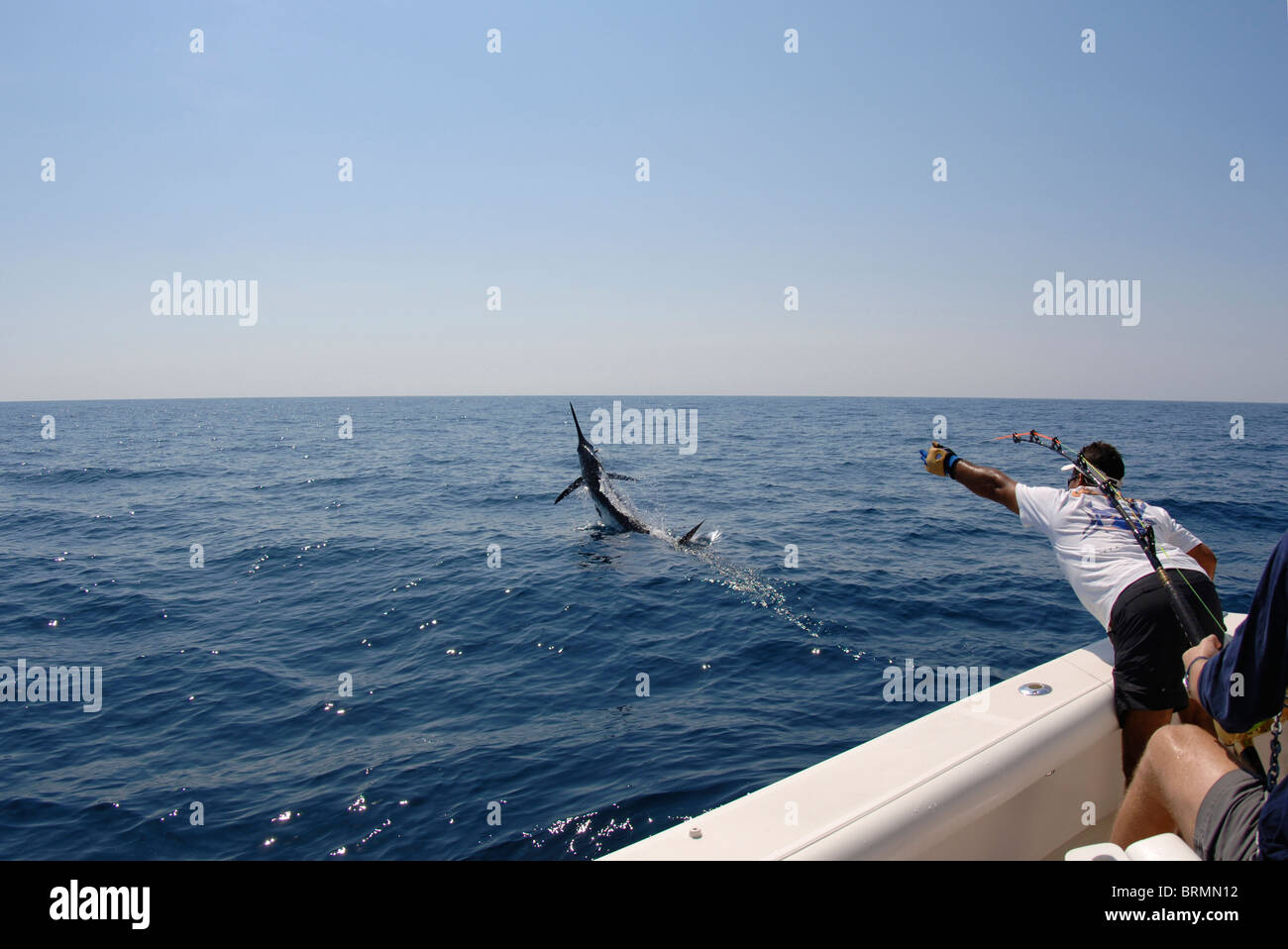 Blue Marlin gefangen durch ein Fliegenfischer wird unterstützt von Besatzung, während die Fische zu landen springt zu versuchen, den Haken zu werfen. Stockfoto