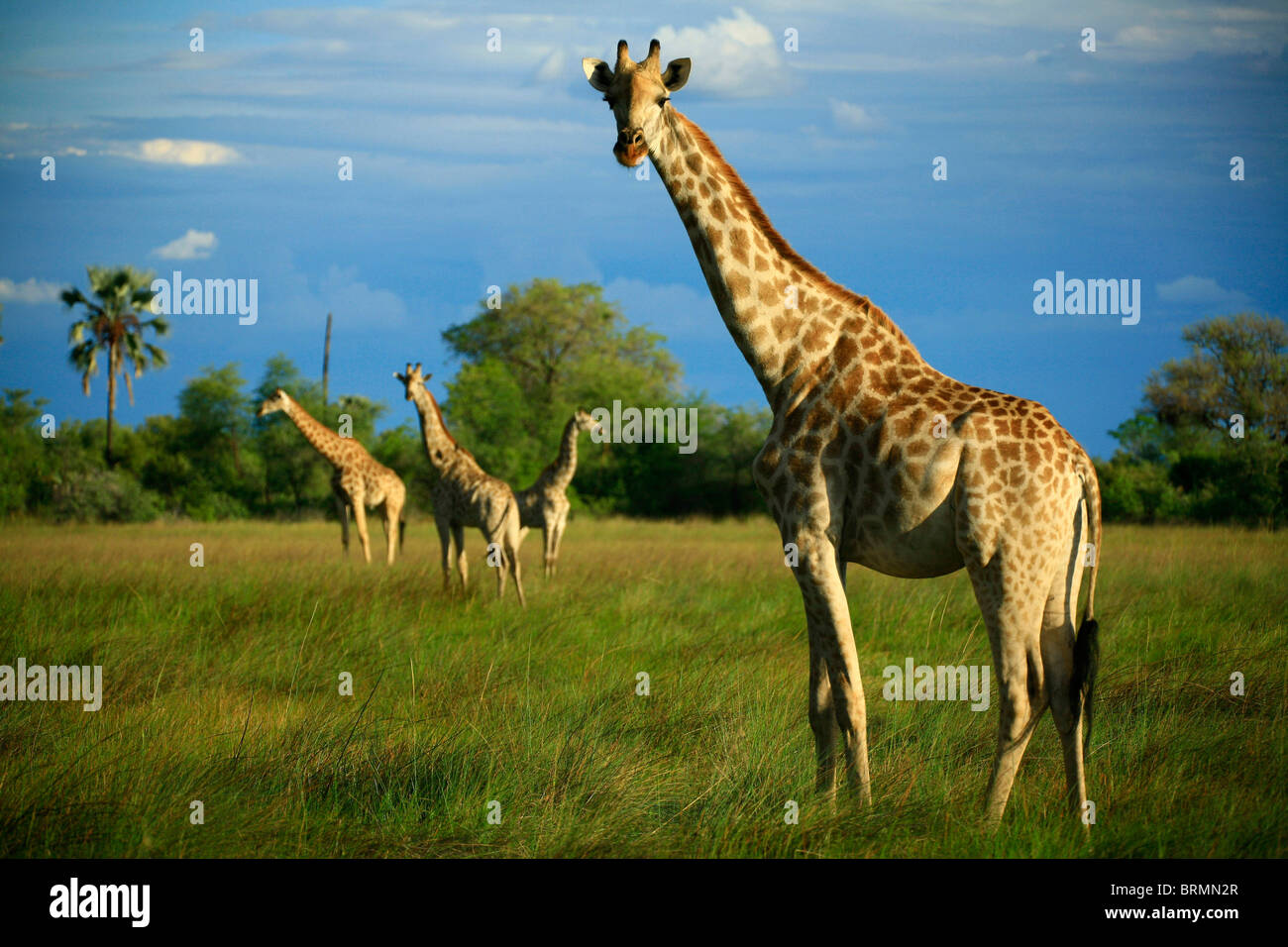 Gruppe von vier Giraffen in Grasland Weiden Stockfoto