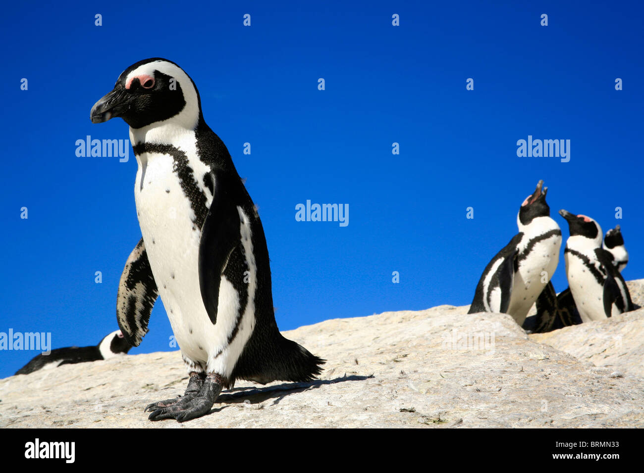 Afrikanische Pinguine auf den Felsen am Boulders beach Stockfoto