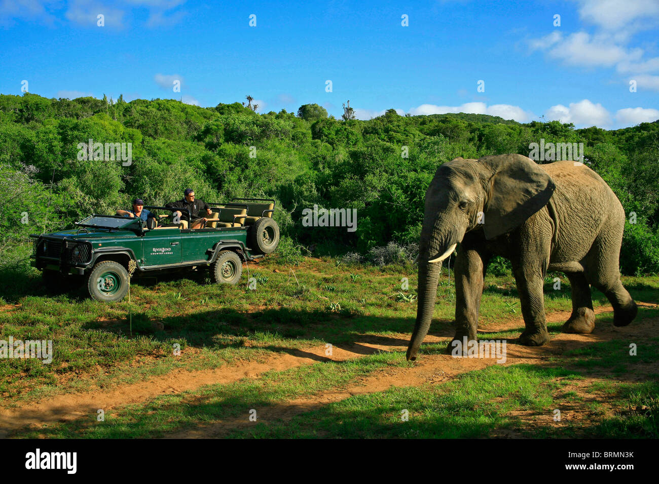 Elefant und Safari Pirschfahrt Stockfoto