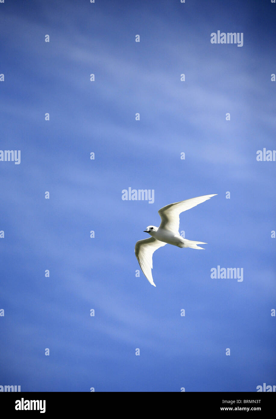 Weiße Seeschwalbe (Gygis Alba) im Flug Stockfoto