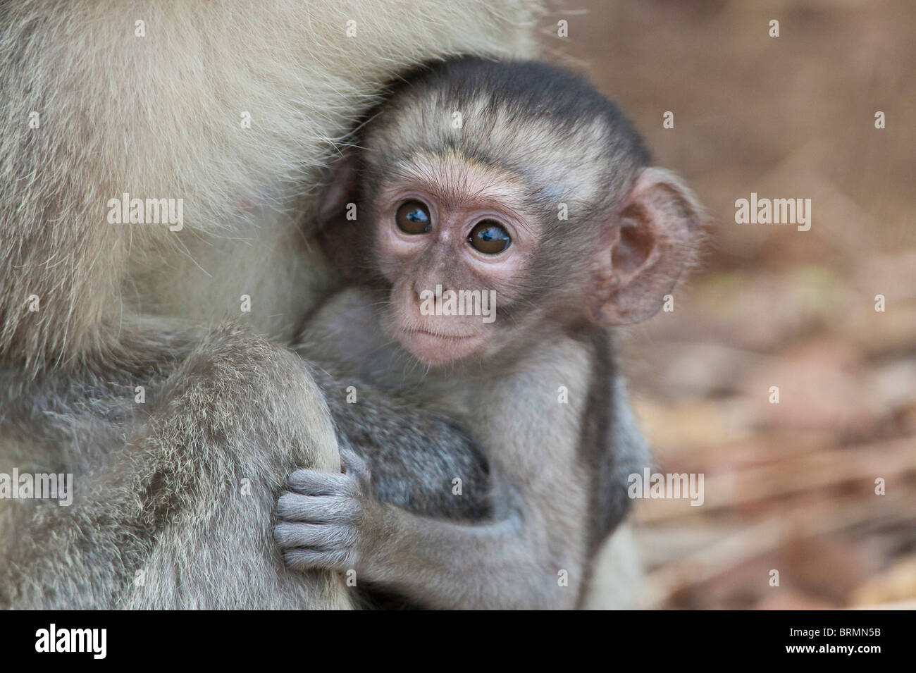 Vervet Affen Baby in den Schoß seiner Mutter statt Stockfoto