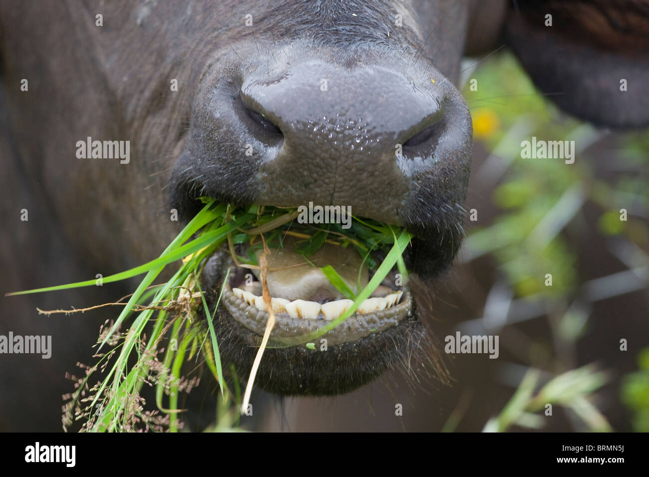 Nahaufnahme von einem Büffel offenem Mund kauen Grasgrün Stockfoto
