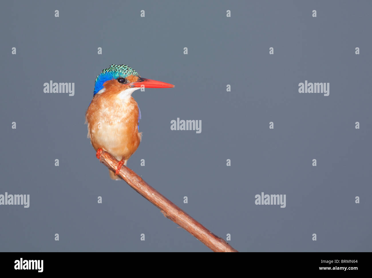 Malachit Kingfisher gehockt ein Schilfrohr Stockfoto