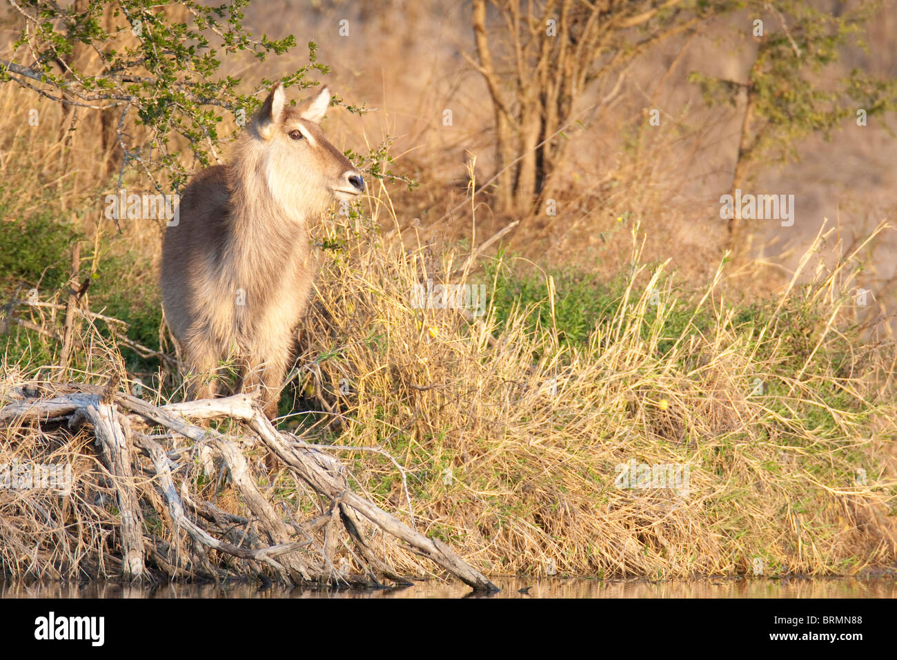 Weiblicher Wasserbock stehen am Ufer eines Flusses mit einem getrockneten Ast davor liegend Stockfoto