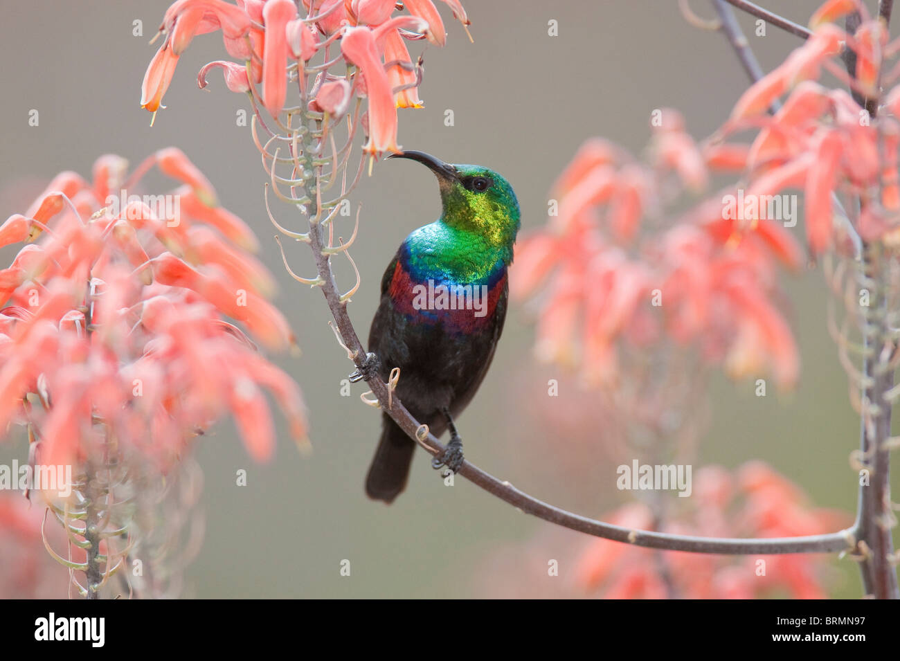 Marico Sunbird thront und Fütterung off den Nektar aus den rosa Blütenblätter einer Blume Stockfoto