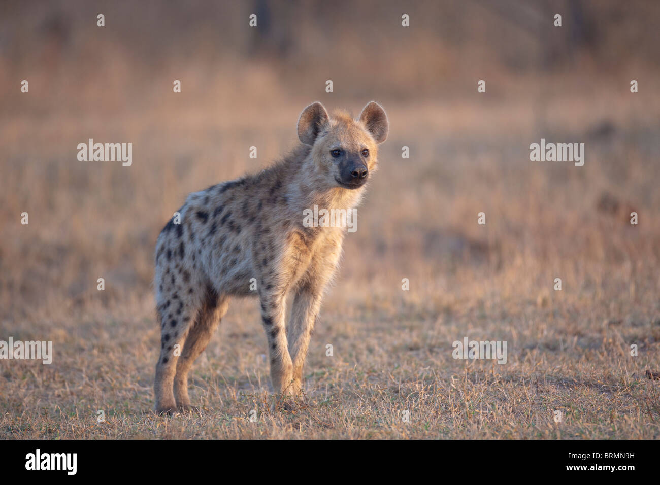 Gefleckte Hyäne auf seinen eigenen Blick auf die Kamera Stockfoto