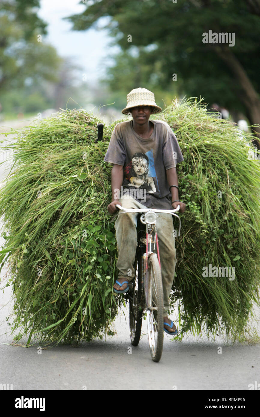 Ein junger afrikanischer Mann mit großer Last von grünem Rasen auf seinem Fahrrad Stockfoto