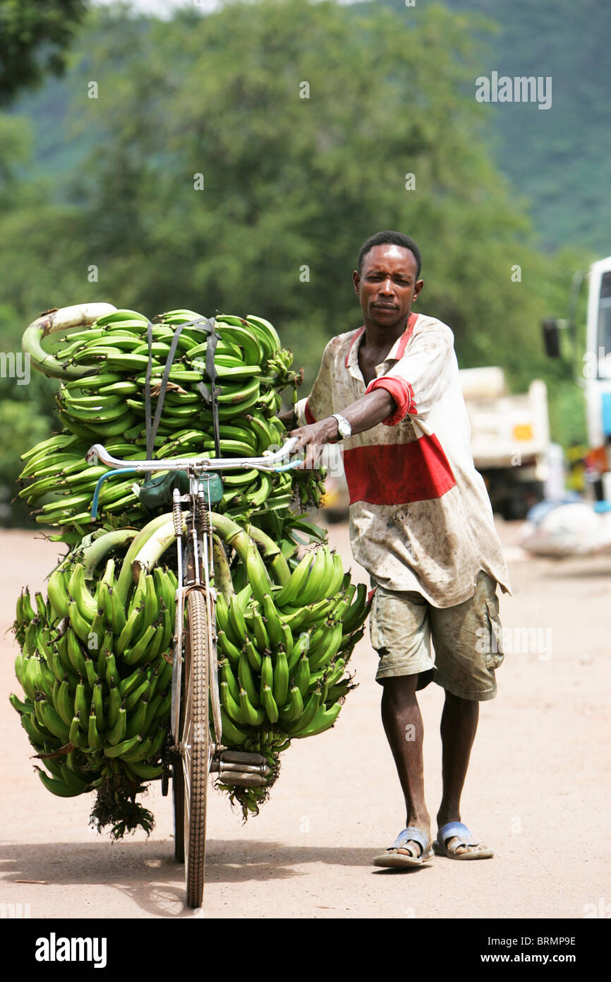 Ein Mann treibt ein Fahrrad mit einer großen Belastung von grünen Bananen verladen es Stockfoto