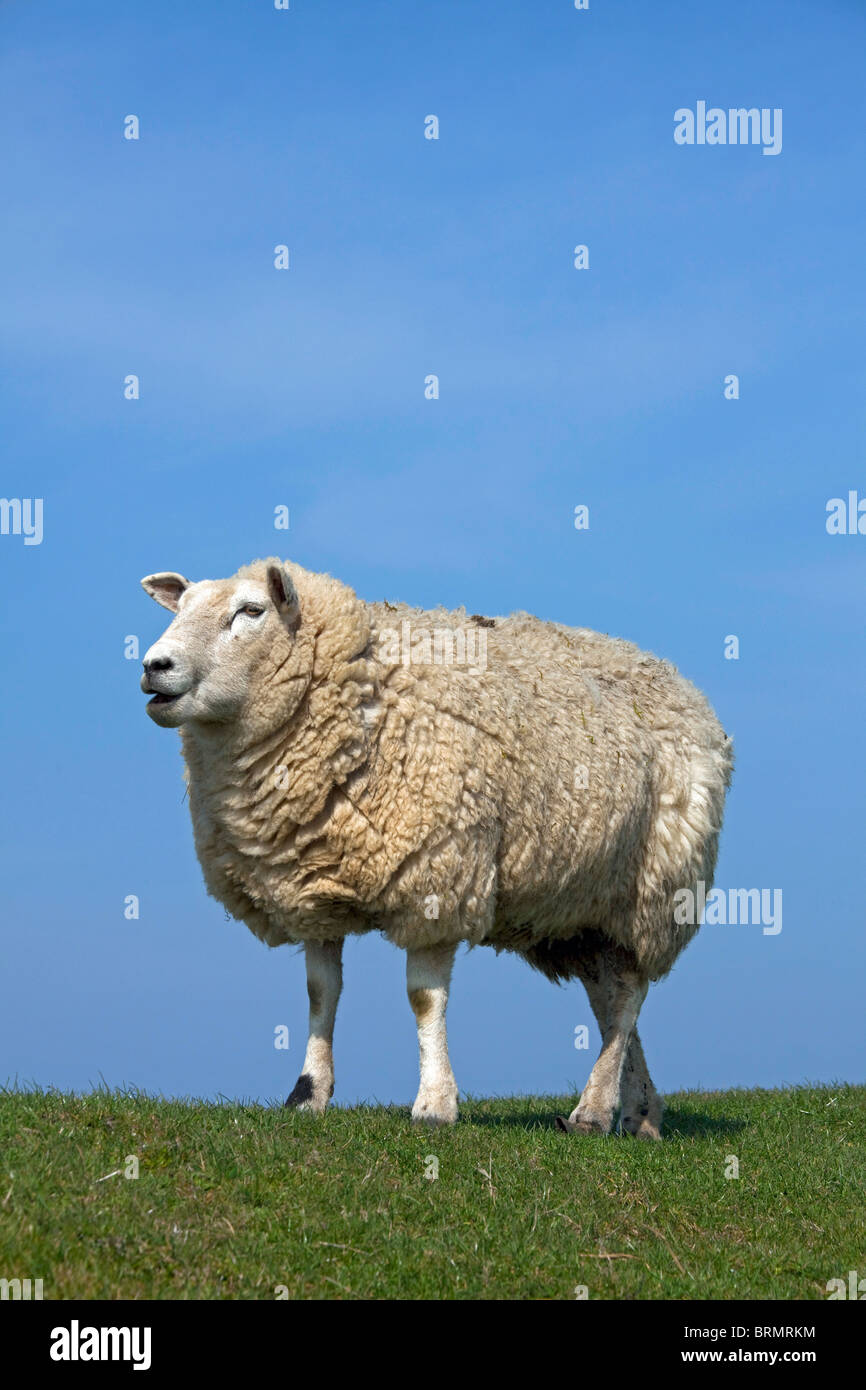 Hausschaf (Ovis Ammon Aries). Einzelne auf einem Deich, vor einem blauen Himmel gesehen. Stockfoto