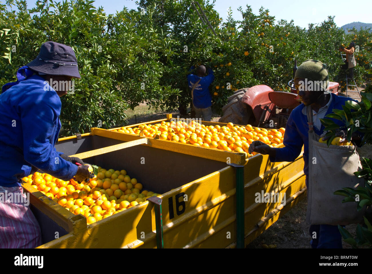 Landarbeiter, die Ernte von Orangen Stockfoto
