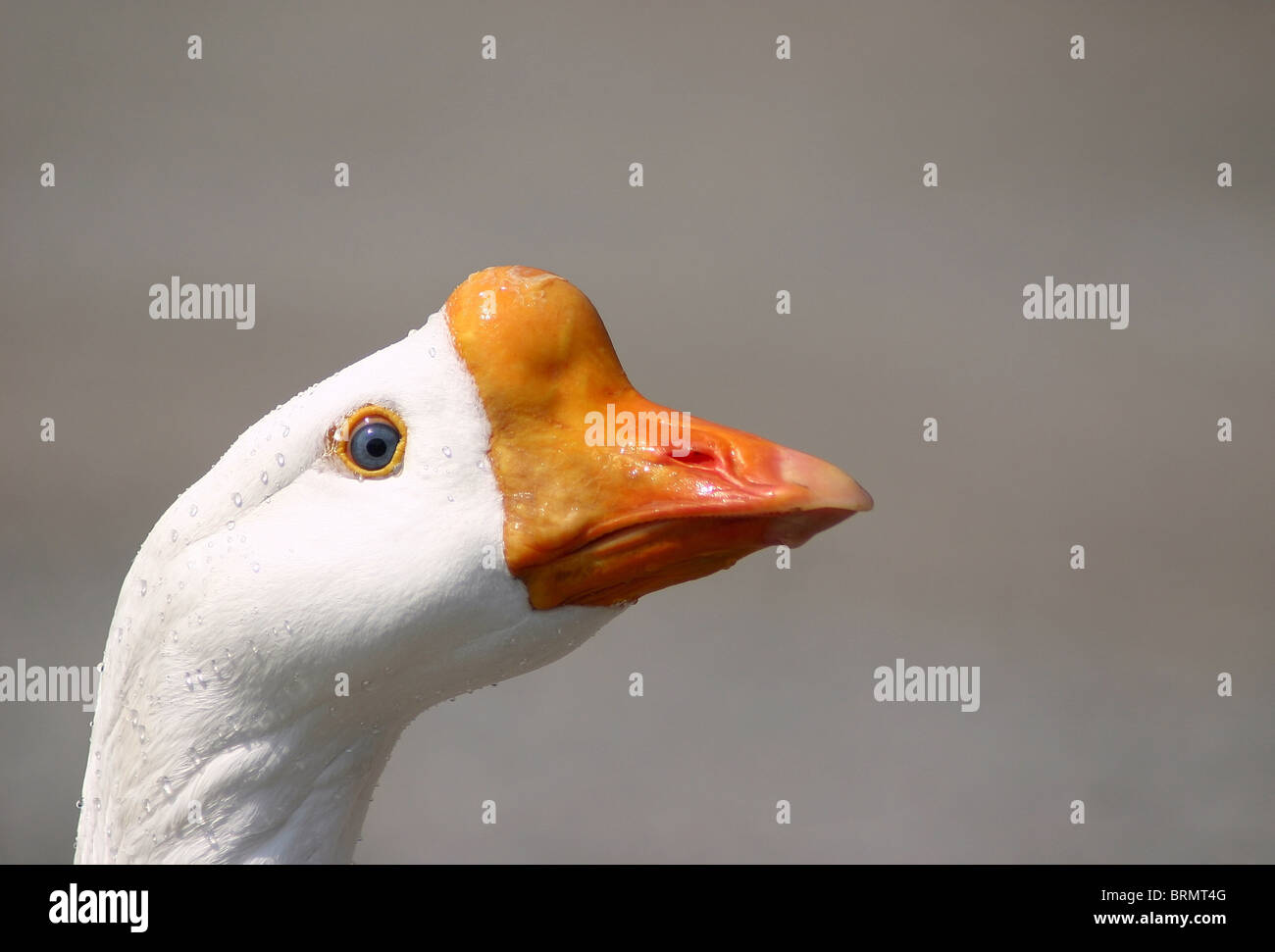 Chinese White Goose Portrait mit klares Auge Stockfoto