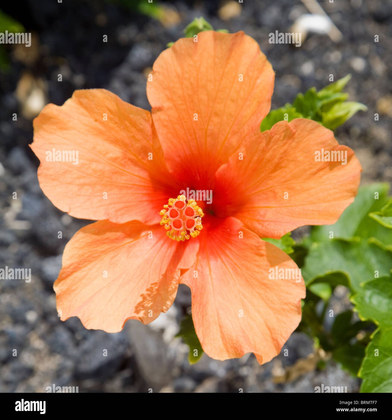 Orange Sorte von Hibiscus Rosa-sinensis Stockfoto
