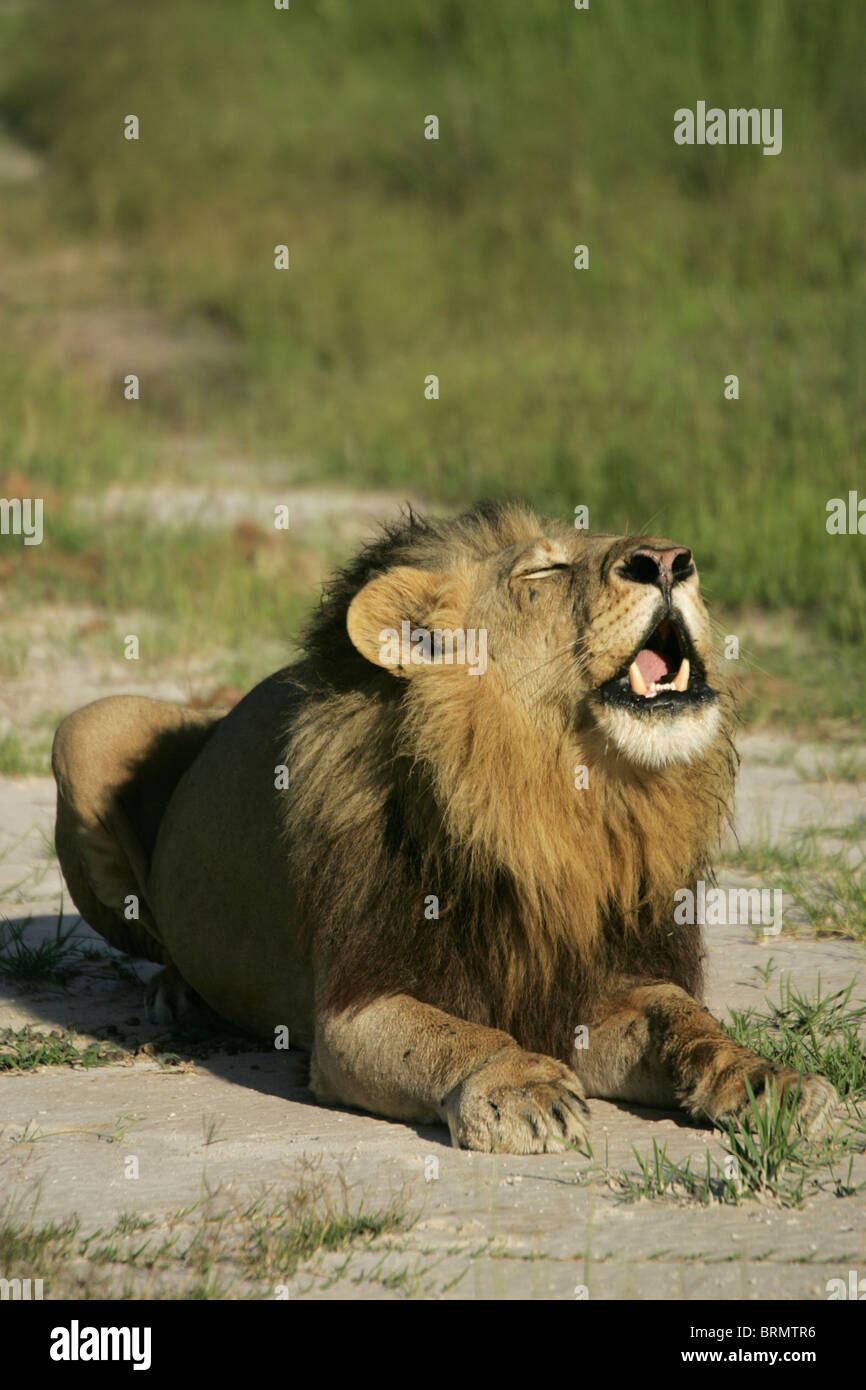 Männlicher Löwe liegend und brüllend Stockfoto