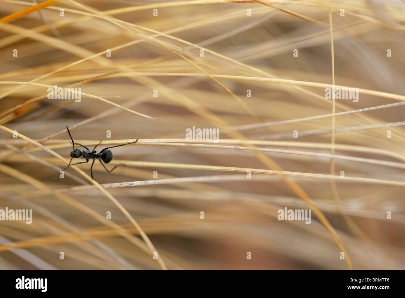 Eine Luftaufnahme einer Ameise kriecht entlang Trockenrasen Stiele Stockfoto