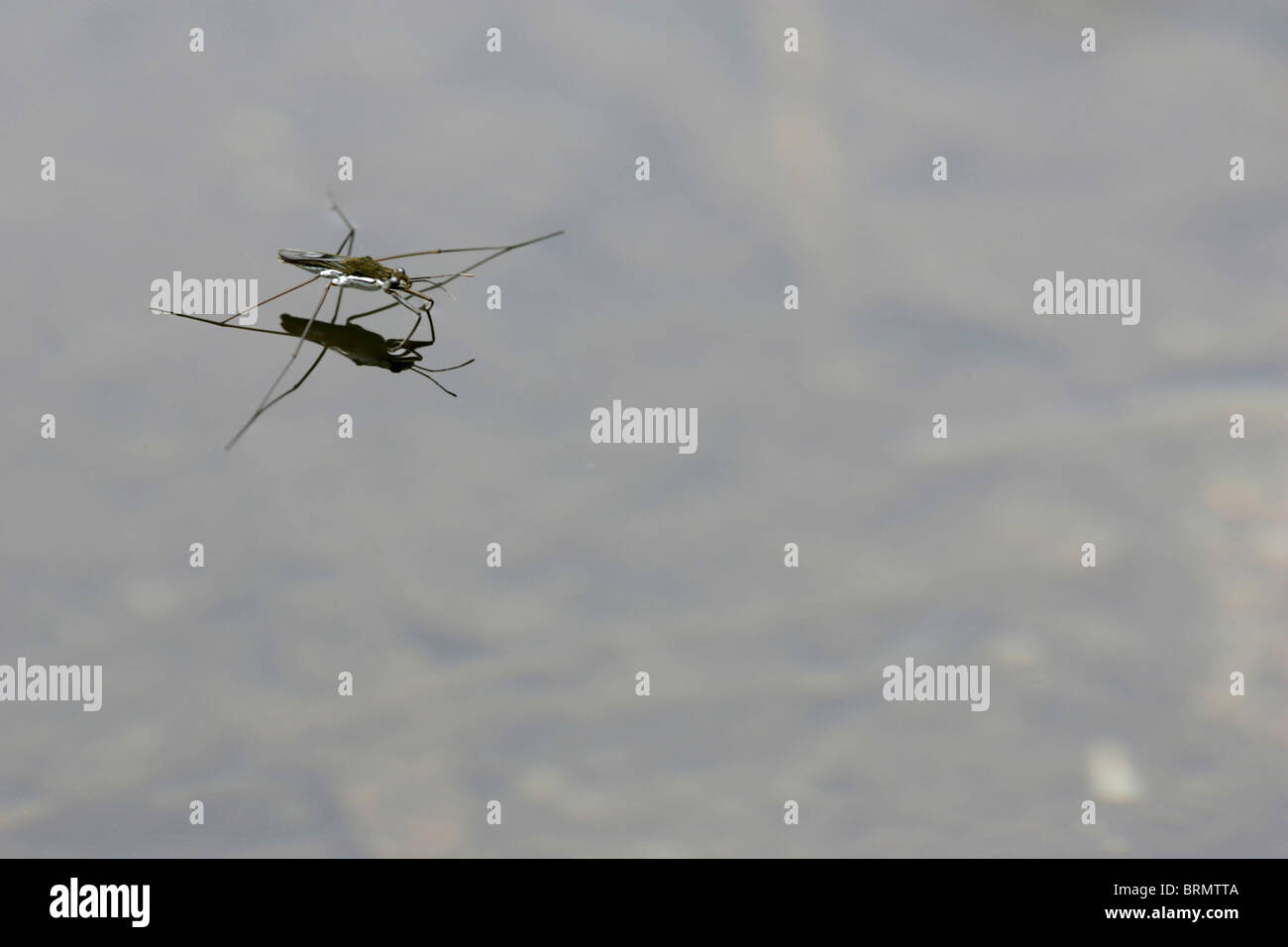 Ein Wasser-Schiffer und seine Reflexion auf eine ruhige Wasseroberfläche Stockfoto