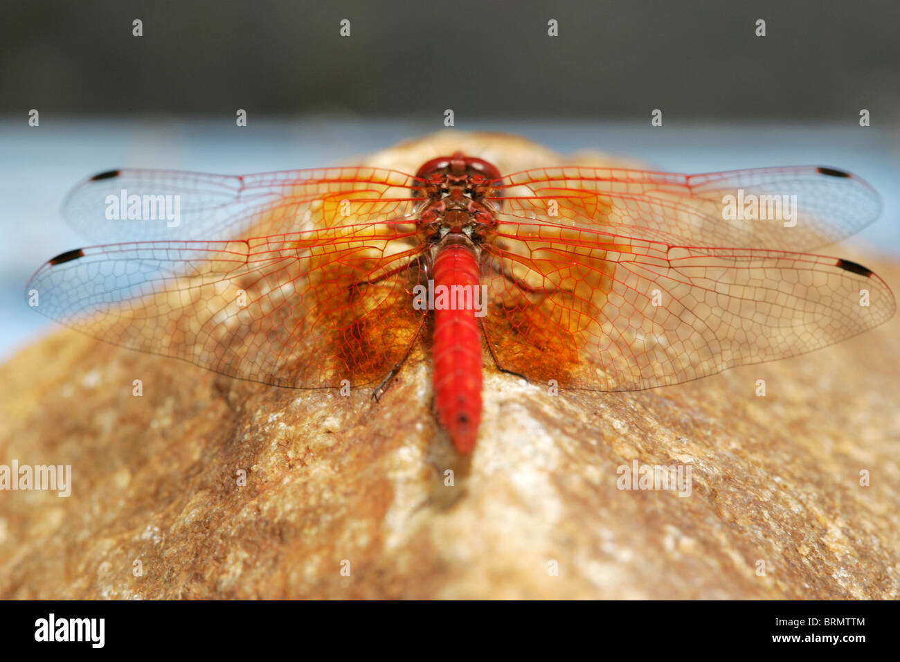 Eine rote Libelle thront auf einem Felsen Stockfoto