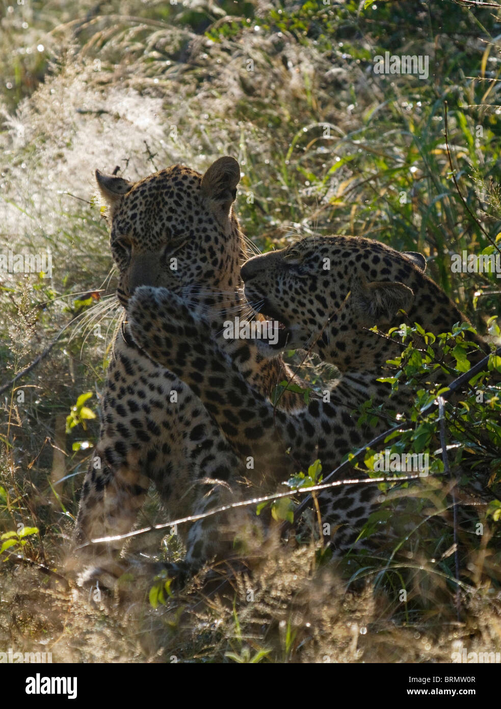 Zwei Leoparden spielen kämpfen Stockfoto