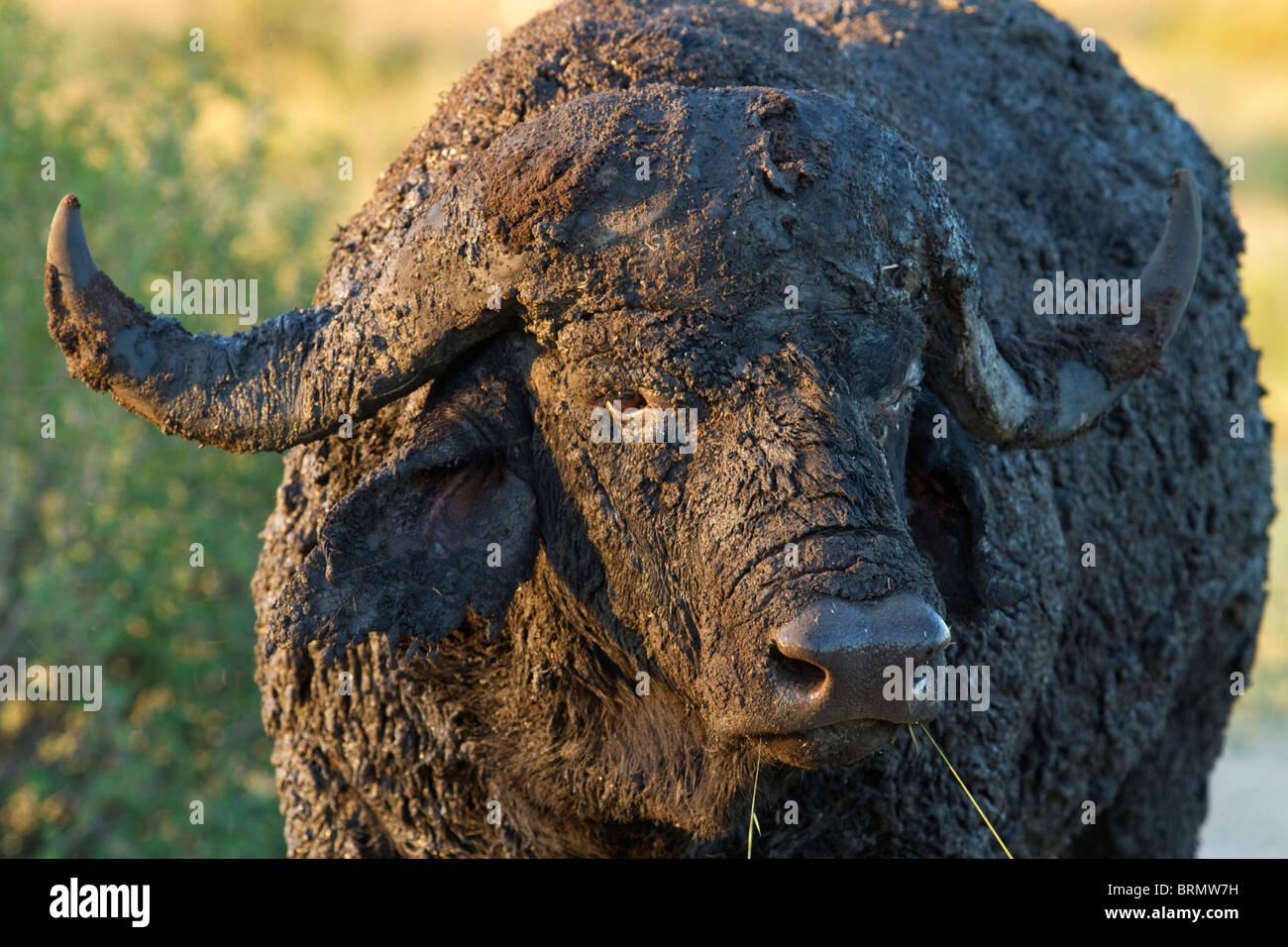 Ein Porträt von einem Schlamm verkrustet Buffalo Stier Stockfoto