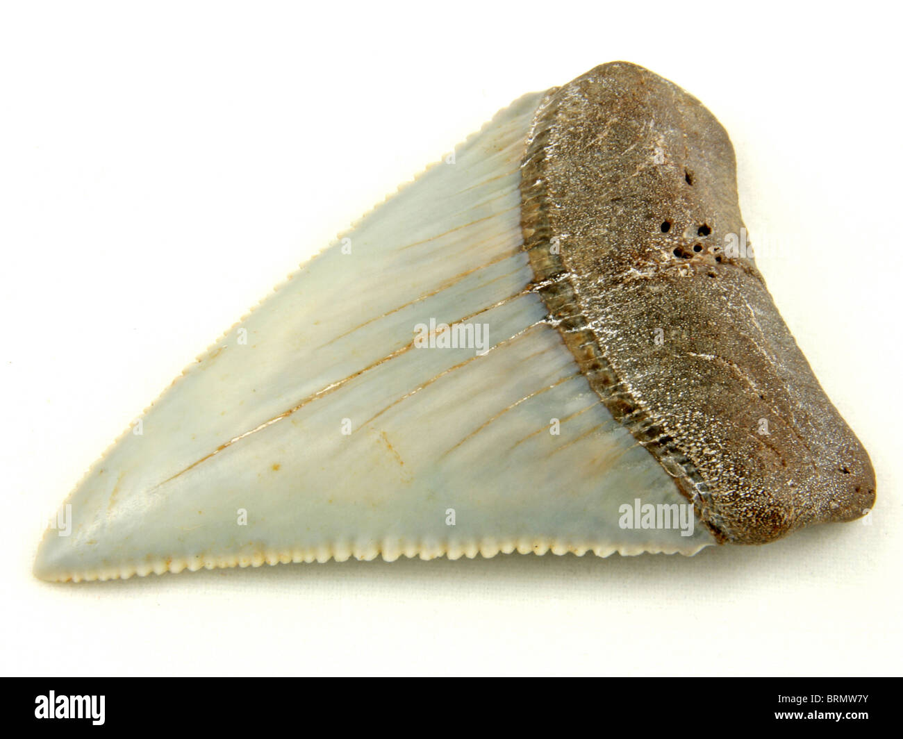 Carcharodon Carcharias (fossilen Zahn von Great White Shark) 3 Millionen Jahre alt aus Sacaco, Peru gesammelt Stockfoto