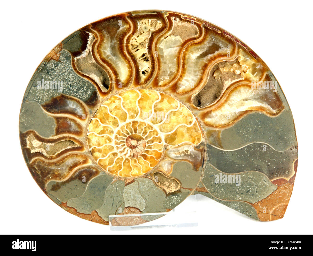 Cleoniceras Cleon (12' Ammoniten gefunden in der Region Morondava, Madagaskar) 80 Millionen Jahre alt (Oberkreide) Stockfoto