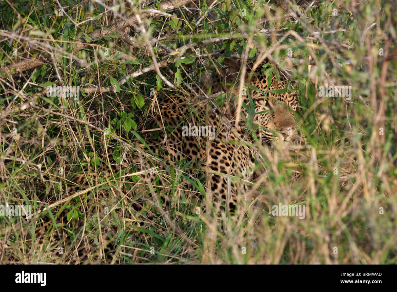 Ein Leopard lange Gras versteckt Stockfoto