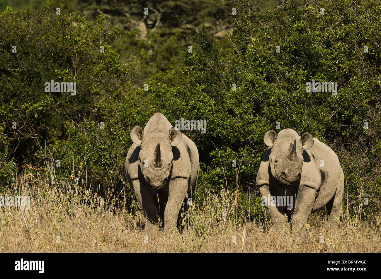 Zwei schwarze Nashorn (Diceros Bicornis Michaeli) ostafrikanischen Unterarten nebeneinander stehen in langen trockenen Rasen Stockfoto