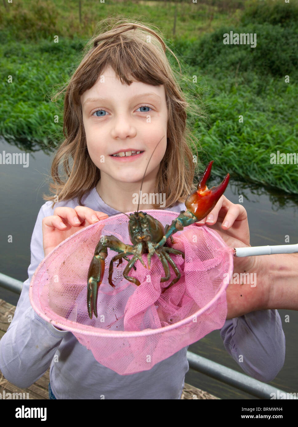 Junge Naturforscher Holly Landman mit einer amerikanischen Signal Krebse, die sie auf dem Fluß Hiz in Arlesey, Bedfordshire, UK gefangen Stockfoto