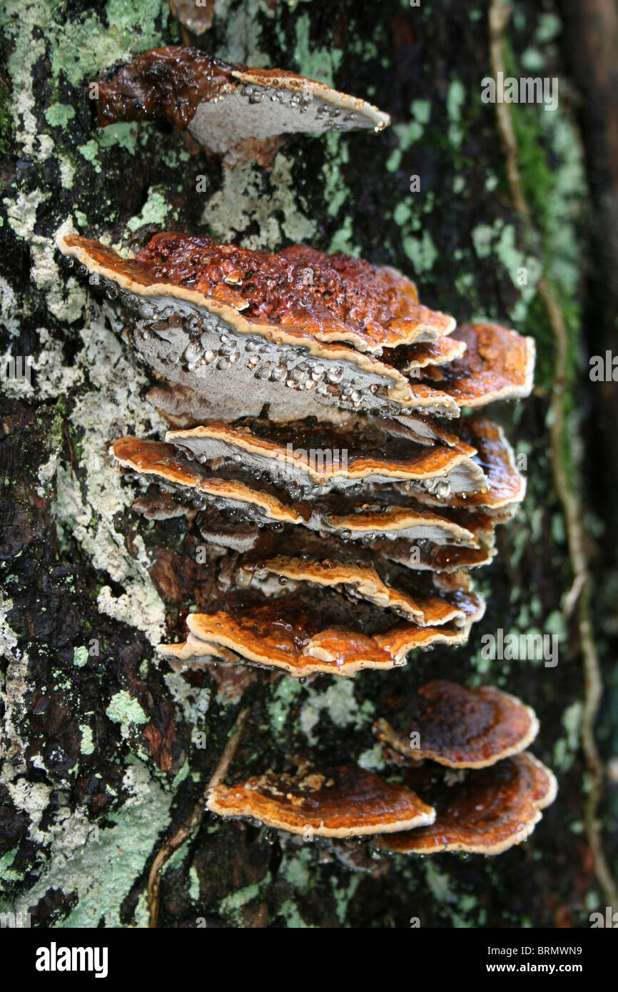 Erle Halterung Pilze Inonotus Radiatus Taken an Dibbinsdale LNR, Wirral, UK Stockfoto