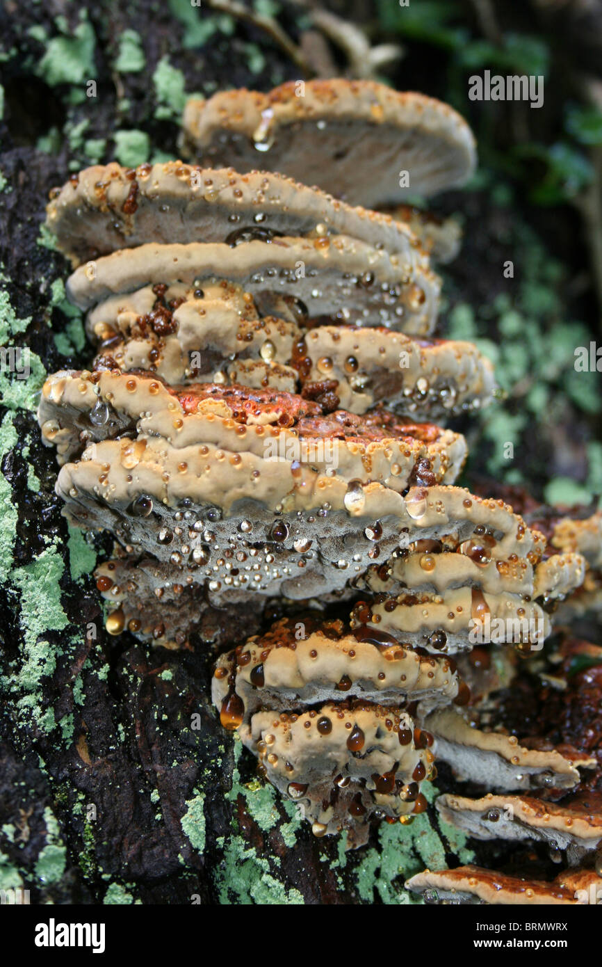 Erle Halterung Pilze Inonotus Radiatus Taken an Dibbinsdale LNR, Wirral, UK Stockfoto