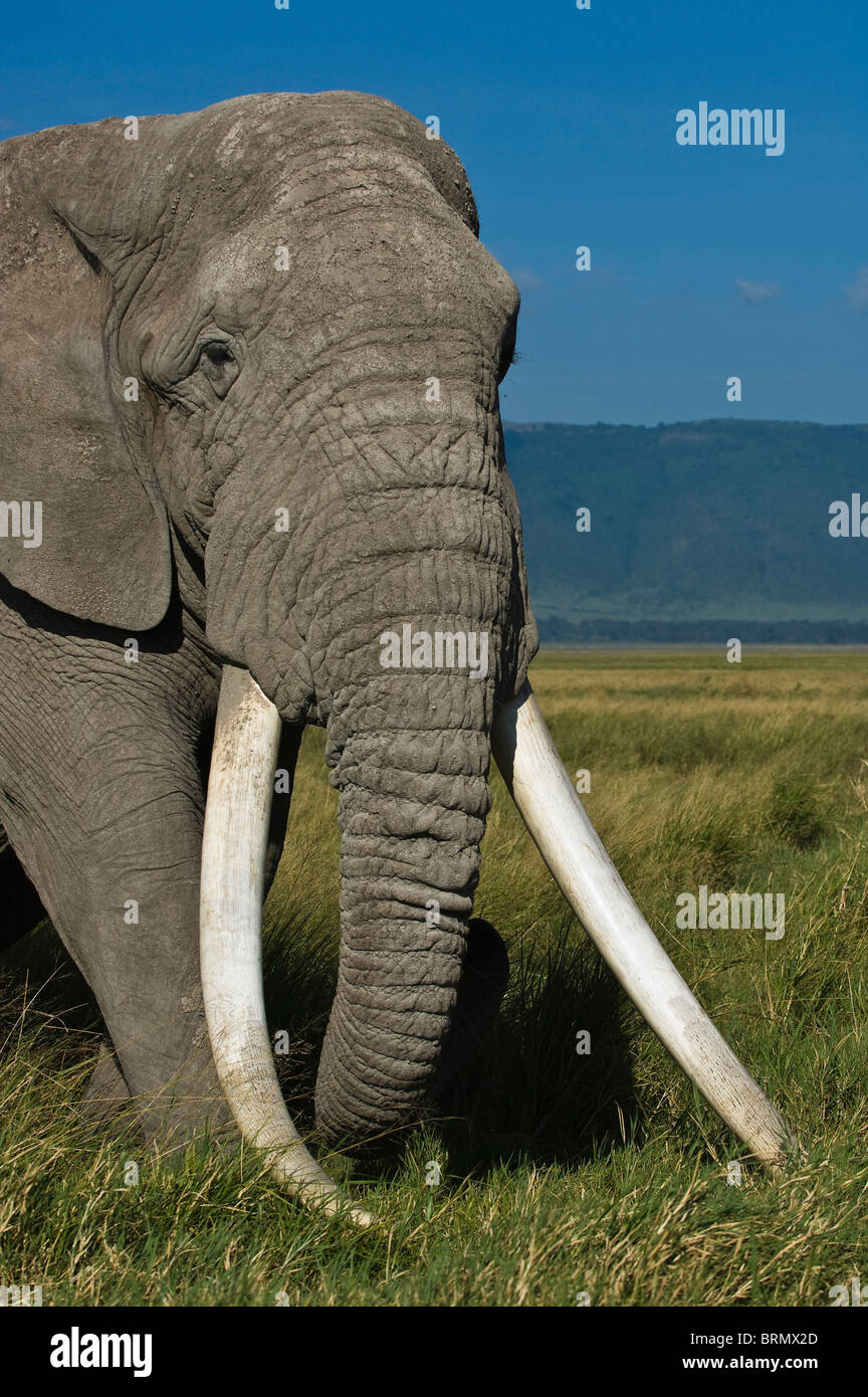 Porträt eines afrikanischen Elefanten (Loxodonta Africana)-Bullen mit langen Stoßzähnen. Stockfoto