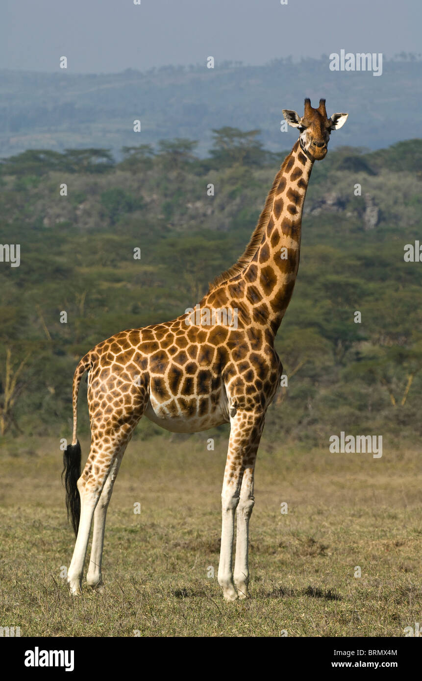 Ein Rothschild-Giraffen (Giraffa Plancius Rothschild) Stockfoto