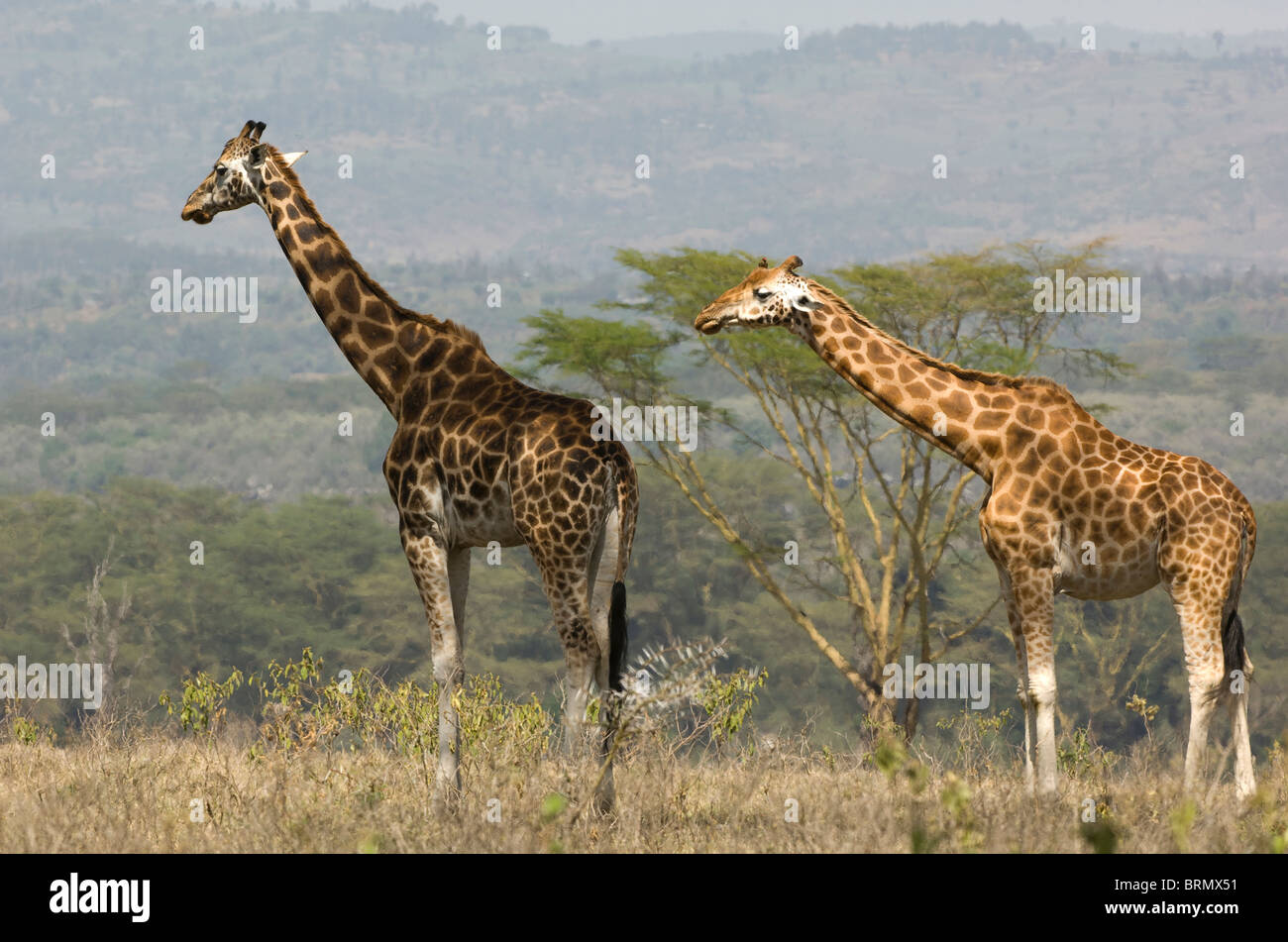 Zwei Rothschild-Giraffen (Giraffa Plancius Rothschild) nahe beieinander stehen Stockfoto
