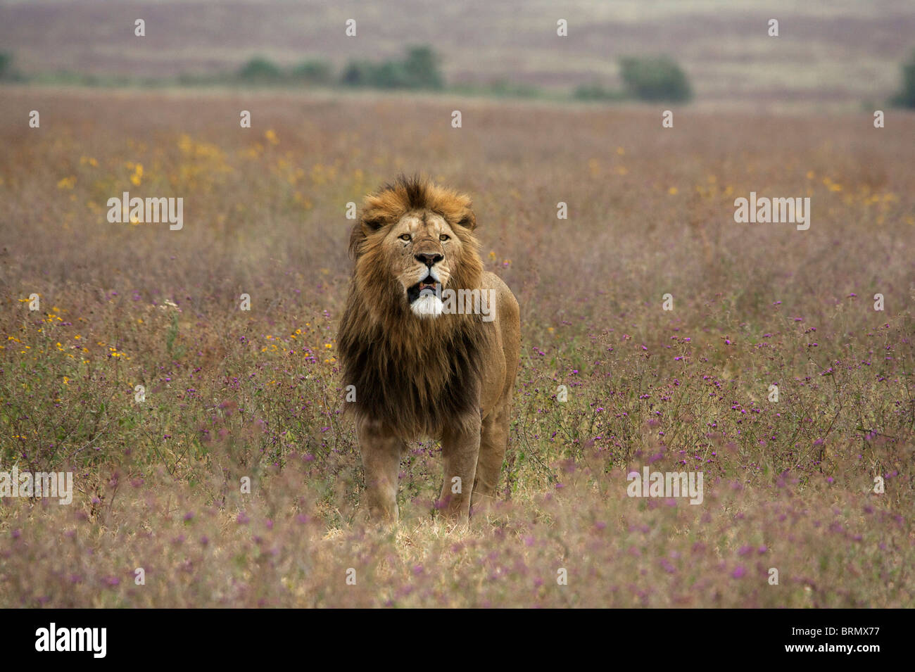 Männlicher Löwe (Panthera Leo) stehen im offenen Grasland Stockfoto