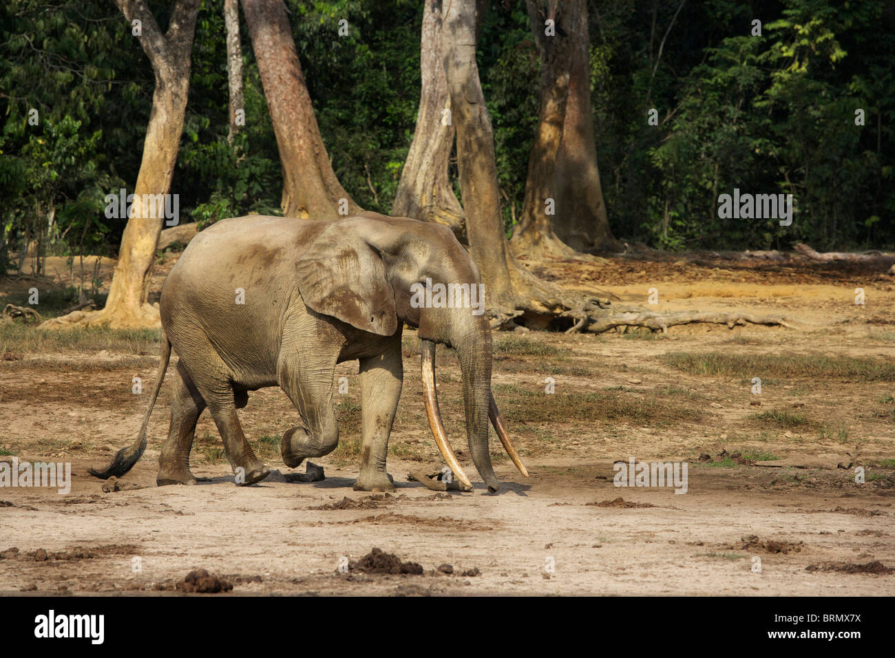 Ein Spaziergang durch eine Lichtung in Dzanga Bai Waldelefant Stockfoto